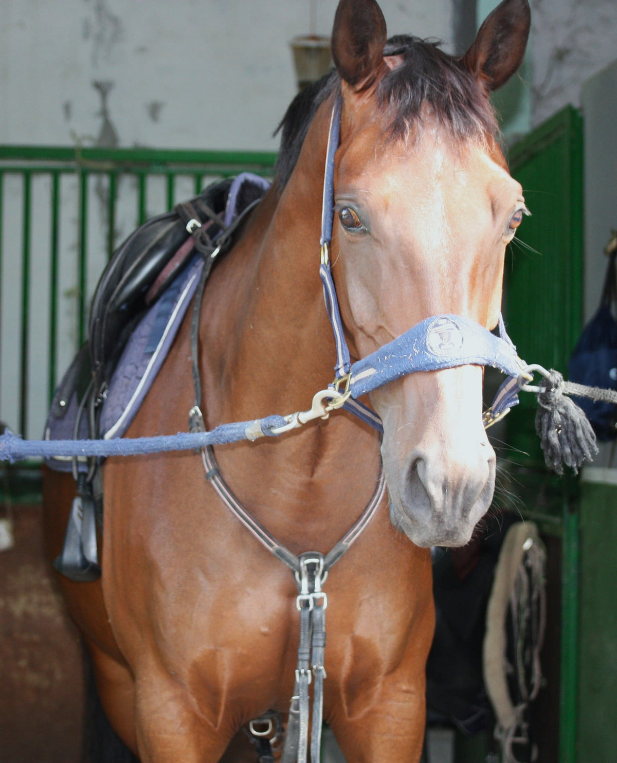 CAVALLO