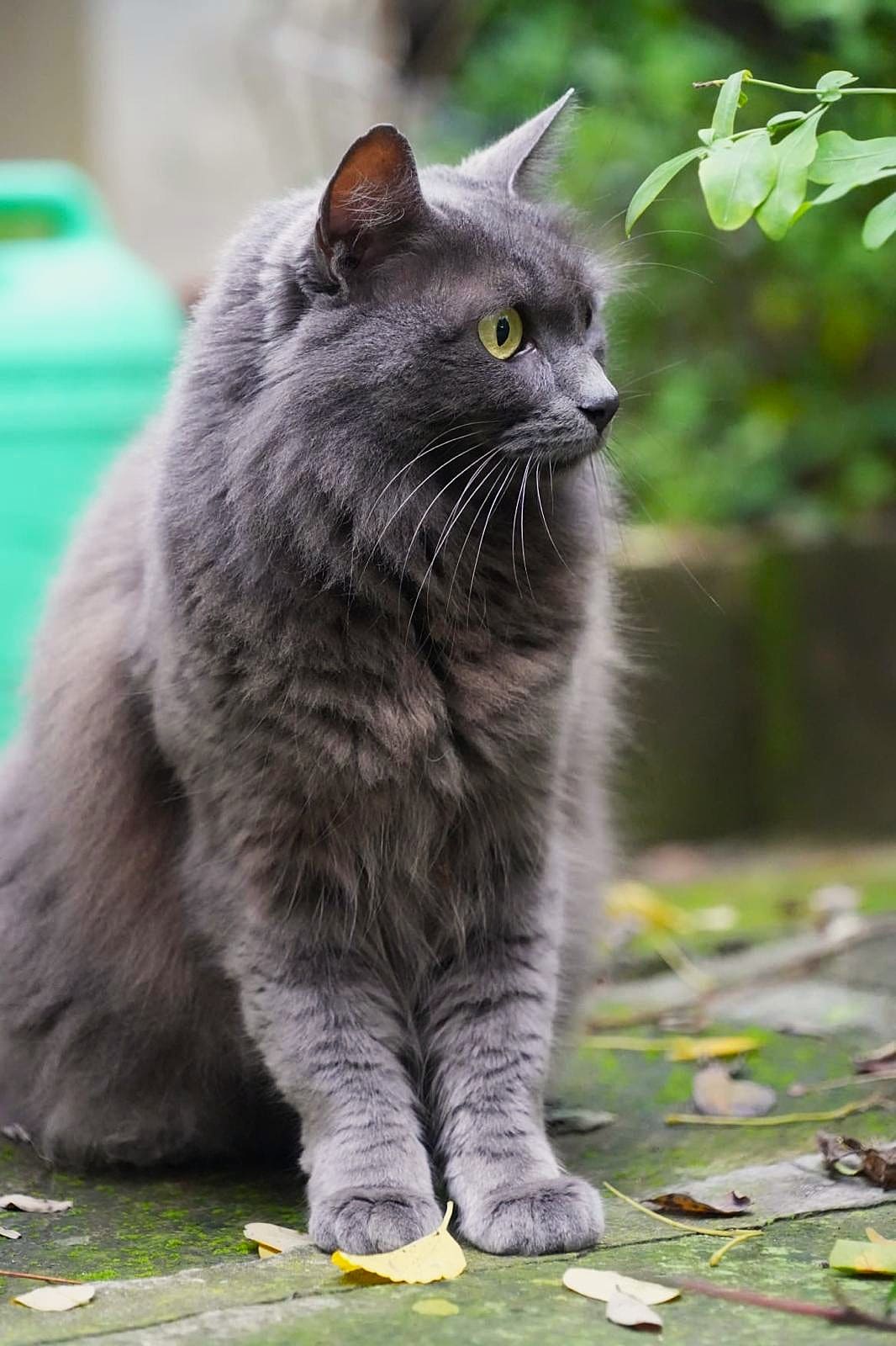 GATTO