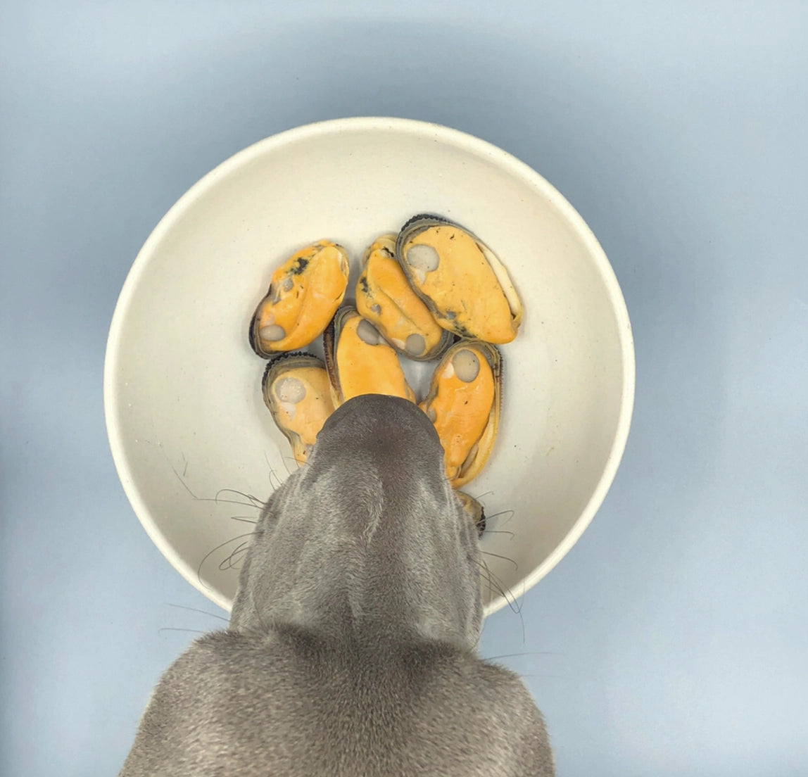 Canumi Dog | Cozze dalle Labbra Verdi