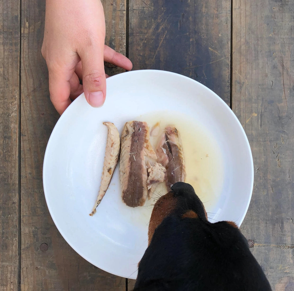 Canumi Dog | Filetti di Sgombro al Naturale