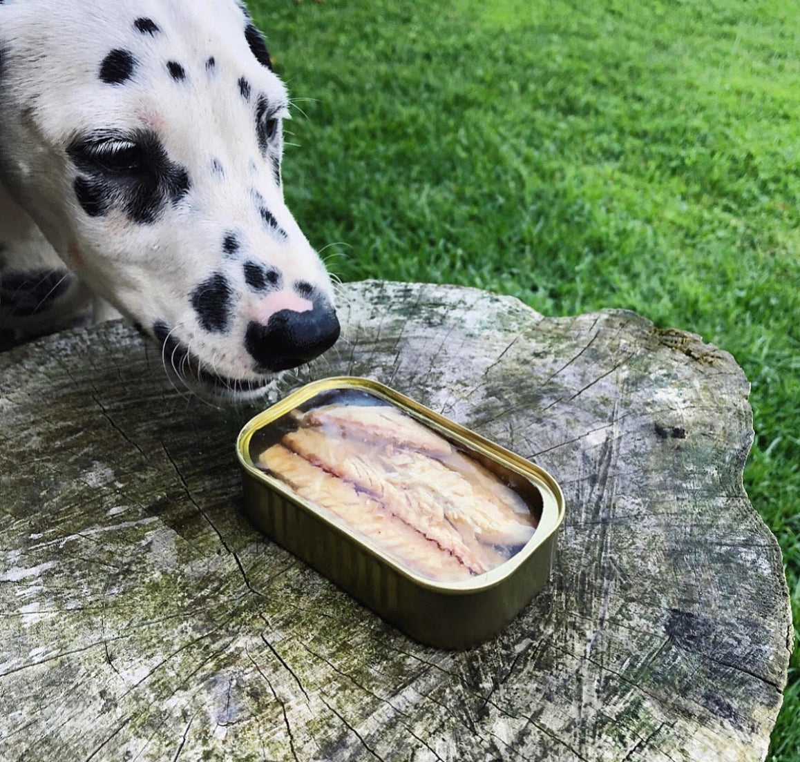 Canumi Dog | Filetti di Sgombro al Naturale
