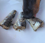 Canumi Dog | Filetti di Sardine al Naturale